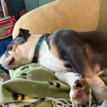 Wellsy -  English Bulldog Dog for Adoption in Sinking Spring, Pennsylvania - Wellsy | PetCurious