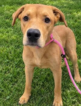 Clifford -  Yellow Labrador Retriever Dog for Adoption in Orangeburg, South Carolina - Clifford | PetCurious
