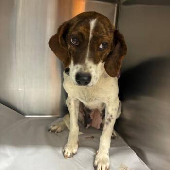 Mixed Breed Dogs Available for Adoption in Corbin, Kentucky - Betty Lou | PetCurious