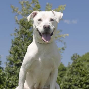 Mixed Breed Dogs Available for Adoption in Franklin, Tennessee - Regina | PetCurious