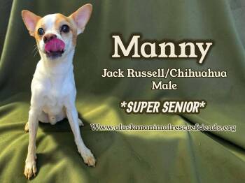 Jack Russell Terrier and Chihuahua Dogs Available for Adoption - Manny | PetCurious