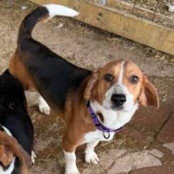 Beagle Dogs Available for Adoption in Washington, District Of Columbia - Scooter | PetCurious