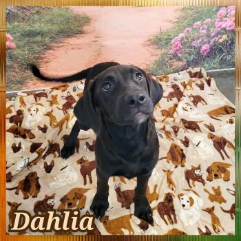 Dahlia -  Black Labrador Retriever Dog for Adoption in Daingerfield, Texas - Dahlia | PetCurious