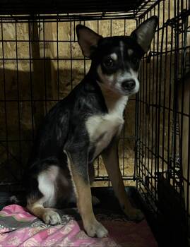 Rescue Rat Terrier Dogs for Adoption in Broken Arrow, Oklahoma - Kelly | PetCurious