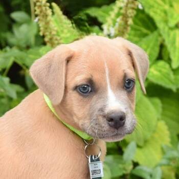 Supergoop! -  Pit Bull Terrier Dog for Adoption in Wake Forest, North Carolina - Supergoop! | PetCurious