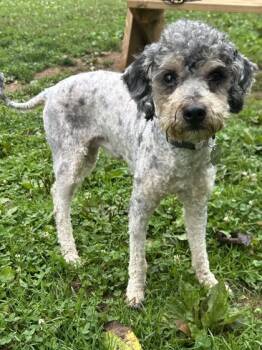 Rescue Schnauzer and Poodle Dogs for Adoption in New Freedom, Pennsylvania - Marty | PetCurious