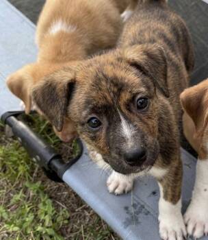 Taurasi -  Hound and Terrier Dog for Adoption in Bloomfield, Connecticut - Taurasi | PetCurious