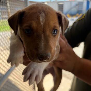 Mayer -  Shepherd and Mixed Breed Dog for Adoption in Edinburg, Texas - Mayer | PetCurious