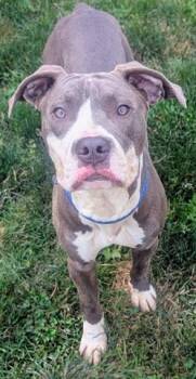 STARK -  Pit Bull Terrier Dog for Adoption in Akron, Ohio - STARK | PetCurious