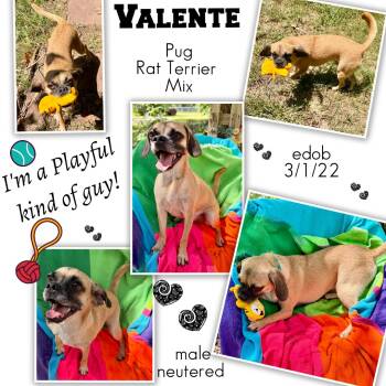 Valente WA14281-T LOCAL Adoption Event in Bellevue 8/21 -  Pug and Rat Terrier Dog for Adoption in Missouri City, Texas - Valente WA14281-T LOCAL Adoption Event In Bellevue 8/21 | PetCurious