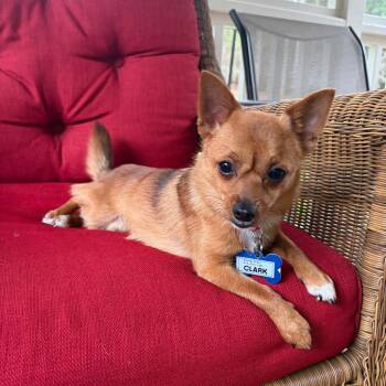 Clark -  Chihuahua Dog for Adoption in Wake Forest, North Carolina - Clark | PetCurious
