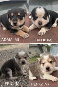 Australian Shepherd and Australian Cattle Dog Blue Heeler Dogs Available for Adoption in Boerne, Texas - Australian Shephard/Heeler Puppies | PetCurious