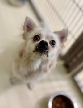 Pomeranian and Chihuahua Dogs Available for Adoption in Kalamazoo, Michigan - Buddy | PetCurious