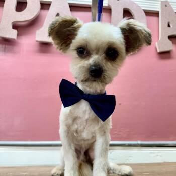 Joffrey -  Maltese and Mixed Breed Dog Available for Adoption in Las Vegas, Nevada - Joffrey | PetCurious