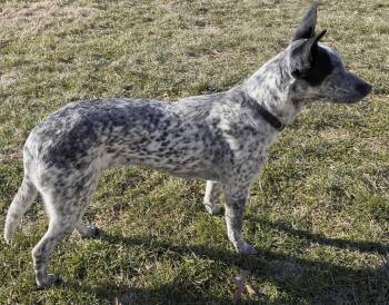 Whippet and Australian Cattle Dog Blue Heeler Dogs Available for Adoption - PERI | PetCurious