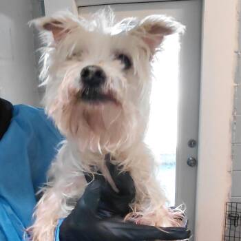 Yorkshire Terrier and Mixed Breed Dogs Available for Adoption in Loxahatchee Groves, Florida - BENTLEY 0663 | PetCurious