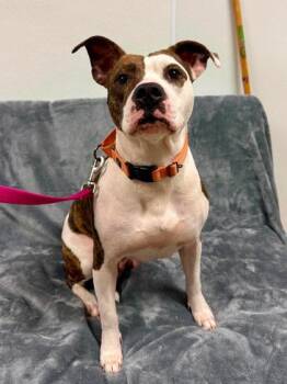 Octavia -  Mixed Breed Dog for Adoption in West Chester, Pennsylvania - Octavia | PetCurious