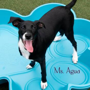 Ms. Agua -  Hound and Mixed Breed Dog for Adoption in Parkersburg, West Virginia - Ms. Agua | PetCurious