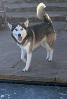 Journey -  Husky Dog for Adoption in Lavon, Texas - Journey | PetCurious