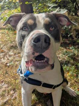 Rescue American Bully Dogs for Adoption in Swanzey, New Hampshire - Mac | PetCurious