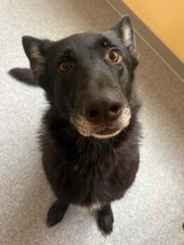 Zena -  German Shepherd Dog Dog for Adoption in Covington, Virginia - Zena | PetCurious