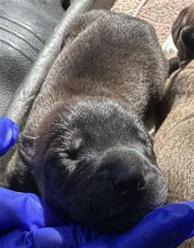 Rescue Mixed Breed Dogs for Adoption in Dallas, Texas - KISSES | PetCurious