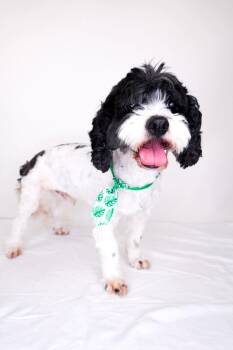 Stanley -  Miniature Poodle Dog for Adoption in Bixby, Oklahoma - Stanley | PetCurious