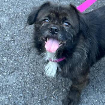 Sean -  Mixed Breed and None Dog for Adoption in Rockville, Maryland - Sean | PetCurious