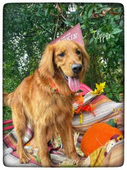 Copper -  Golden Retriever Dog for Adoption in Sebring, Florida - Copper | PetCurious