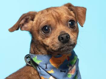 Rowan -  Chihuahua Dog for Adoption in Cookeville, Tennessee - Rowan | PetCurious