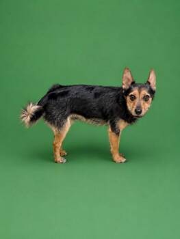 TOBBY -  Yorkshire Terrier and Pomeranian Dog for Adoption in Doral, Florida - TOBBY | PetCurious