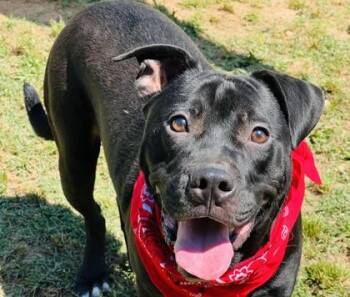 Morty Fostered Fee Sponsored -  Pit Bull Terrier and Mixed Breed Dog for Adoption in Seneca, South Carolina - Morty Fostered Fee Sponsored | PetCurious