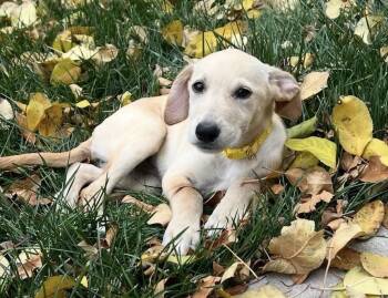 Rescue Labrador Retriever Dogs for Adoption in Broomfield, Colorado - Tarnasky / Marylou | PetCurious