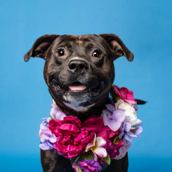 Rescue Mixed Breed Dogs for Adoption in Atlanta, Georgia - Leek | PetCurious