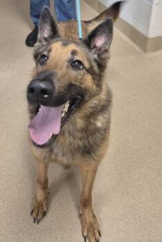 GRUNK -  German Shepherd Dog Dog for Adoption in Decatur, Illinois - GRUNK | PetCurious