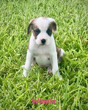 Bear Litter - Winnie -  Boxer Dog for Adoption in Monticello, New York - Bear Litter - Winnie | PetCurious