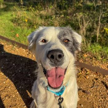 Cotton -  Mixed Breed Dog for Adoption in Bentonville, Arkansas - Cotton | PetCurious