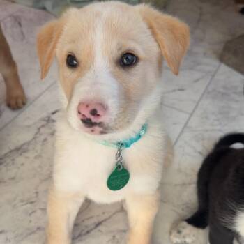 Flannel -  Mixed Breed Dog for Adoption in Buffalo, Minnesota - Flannel | PetCurious