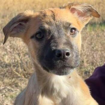 Australian Cattle Dog Blue Heeler Dogs Available for Adoption - Gomez | PetCurious