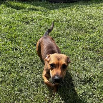 Prairie -  Terrier and Mixed Breed Dog for Adoption in Jacksboro, Tennessee - Prairie | PetCurious