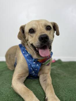 Labrador Retriever and Mixed Breed Dogs Available for Adoption in Carlsbad, California - Bob-One Of Our Amazing Rescue Dogs | PetCurious