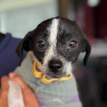WILBER -  Chihuahua Dog for Adoption in San Francisco, California - WILBER | PetCurious