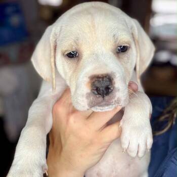 Olipop -  Mixed Breed Dog for Adoption in Buffalo, Minnesota - Olipop | PetCurious