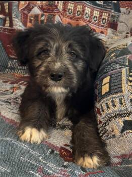 Mixed Breed and English Shepherd Dogs Available for Adoption - Vlasic | PetCurious