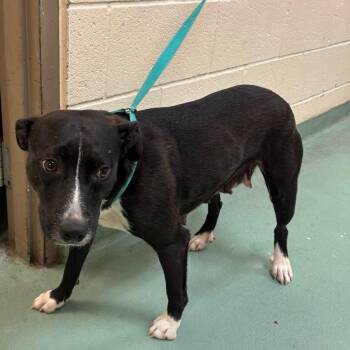 Pumpkin -  Mixed Breed Dog for Adoption in Memphis, Tennessee - Pumpkin | PetCurious