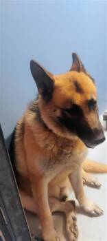 61297365 -  German Shepherd Dog and Mixed Breed Dog for Adoption in El Paso, Texas - 61297365 | PetCurious
