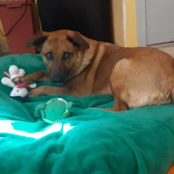 Isabelle -  Mixed Breed Dog for Adoption in Tucson, Arizona - Isabelle | PetCurious