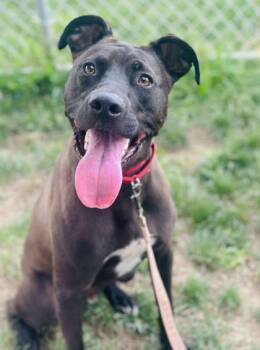 Rescue Mixed Breed Dogs for Adoption in West Chester, Pennsylvania - Peter (Rocket) | PetCurious