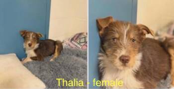Aussiedoodle Dogs Available for Adoption in Cheektowaga, New York - Thalia | PetCurious