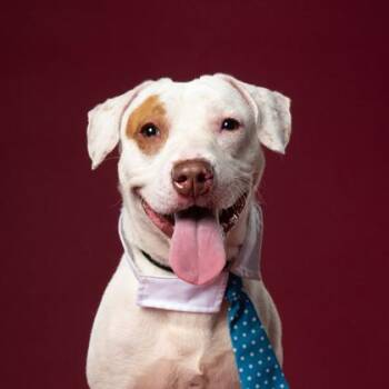 Artemis -  Pit Bull Terrier and Mixed Breed Dog for Adoption in Atlanta, Georgia - Artemis | PetCurious